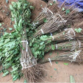 櫻桃樹苗 南方北方種植庭院種植果樹苗 櫻桃苗