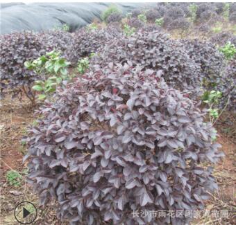 批發(fā)紅繼木 紅花繼木球 紅繼木小苗造型紅桎木價(jià)格 綠化工程苗木