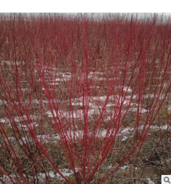 都市森林基地種植復葉槭 沿河流的沖積土貧瘠干旱立地 復葉槭