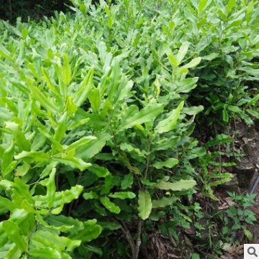 澳洲堅果小苗株 庭院種植綠化園林景觀苗 街道風景苗木批發