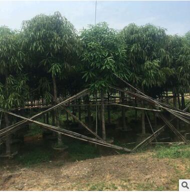 地批發園林豐茂種植園大量供應扁桃樹 四季常綠行道樹市政苗木