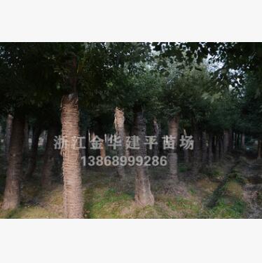 大量供應多年移栽截桿香樟樹 綠化工程樹 浙江香樟樹