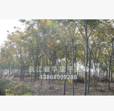 優質供應全冠黃山欒樹 多種規格 工程綠化苗木 6公分