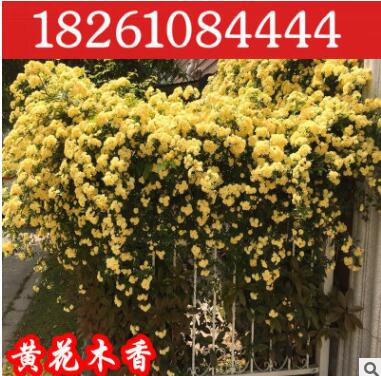 庭院爬藤植物 攀爬園林綠化黃花木香苗木香花苗批發薔薇花苗7年苗