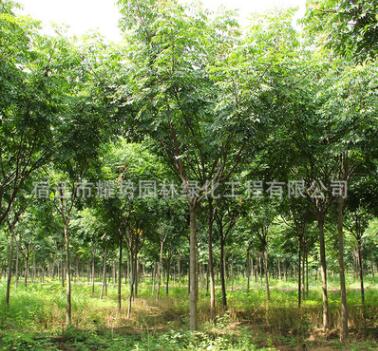 欒樹批發(fā)綠化苗木 優(yōu)質(zhì)欒樹苗 防護(hù)樹黃山欒樹 1-20公分規(guī)格全