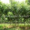 欒樹批發綠化苗木 優質欒樹苗 防護樹黃山欒樹 1-20公分規格全