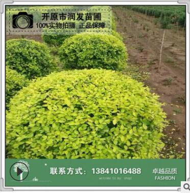 基地綠化高接金葉榆 露地栽培龍枝形地接金葉榆 園林喬木金葉榆球