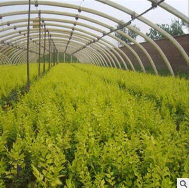 東北開原苗圃金葉榆接穗.金葉榆容器苗 金葉榆綠籬 金葉榆1.8米