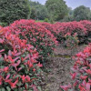 園林綠化景觀工程紅葉石楠球 產(chǎn)地批發(fā)紅葉石楠一手貨源保證質(zhì)量
