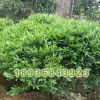 批發四季常青黃楊苗 雀舌黃楊苗 常青灌木苗工程綠化