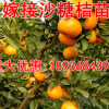 正宗沙糖桔樹苗橘桔子苗橙子嫁接柚子果樹苗桔子樹苗地栽當年結果