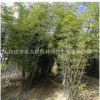 基地批發優質紫竹 紫竹苗 庭院 公園 小區觀賞竹