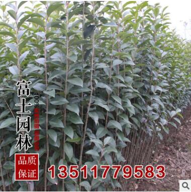 大葉女貞樹苗直徑5厘米優(yōu)質(zhì)的女貞苗 工程綠化苗基地現(xiàn)挖發(fā)貨