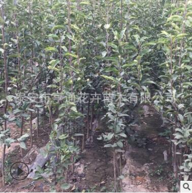 園藝場出售梨樹苗 多規格多品種可選 亨通苗木玉露香梨苗