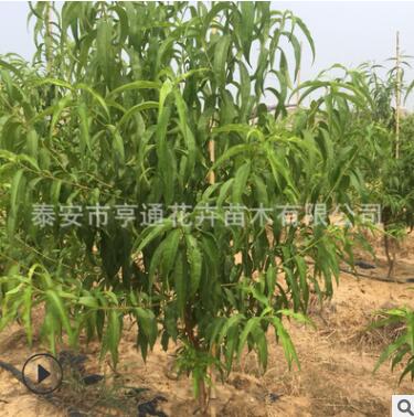 園藝場(chǎng)出售桃樹(shù)苗 多種規(guī)格嫁接桃樹(shù)苗 山東優(yōu)質(zhì)桃樹(shù)苗