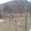 批發(fā)園林綠化工程 苗木 紅楓 紅楓樹