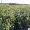 批發園林綠化工程苗木夾竹桃 夾竹桃 夾竹桃批發