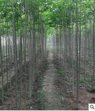 杜仲樹(shù)苗 1-8公分綠化行道樹(shù)小苗公園