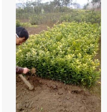 批發嫁接砂糖橘苗 歡迎來電訂購砂糖橘苗