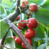 苗圃直銷大櫻桃樹苗 品種齊全 種植管理育禾指導技術