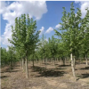 山東法桐樹苗在栽植之前的注意事項 速生法桐移栽成活率保證