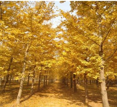 銀杏樹苗 占地拆遷苗 金葉銀杏苗 白果小苗 庭院植物行道綠化苗木