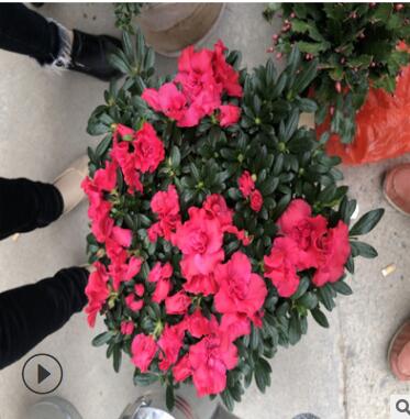 福建花卉 永福花卉 批發 綠化租擺杜鵑花