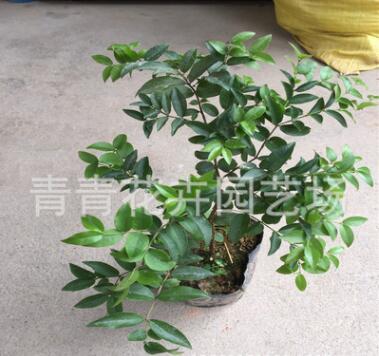 供應青青花卉 樹葡葡果苗 臺灣嘉寶果苗