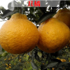 丑桔苗不知火 丑八怪橘子樹苗 基地嫁接桔苗 口感好水分多品種好