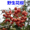 野生袍花椒樹苗 品種優(yōu)良上等粒大產(chǎn)量高豐產(chǎn)快 基地直銷果農(nóng)首選