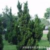 基地直銷嫁接龍柏苗 工程綠化龍柏苗 園林道路綠化 規格齊全