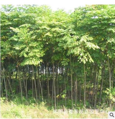 基地直銷工程綠化樹苗圃七葉樹小苗 庭院綠化行道樹