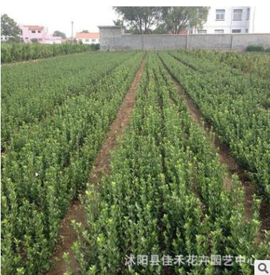 基地直銷法國冬青苗木 綠籬植物 冬青小苗四季常青行道樹法國冬青
