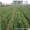 基地直銷法國冬青苗木 綠籬植物 冬青小苗四季常青行道樹法國冬青