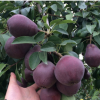 供應(yīng)紫巴梨苗 特點皮薄抗病力強(qiáng) 基地推廣批發(fā) 品種嫁接梨子樹苗
