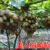 【美人指】葡萄苗 上等品種抗病耐寒性好 基地大力推廣葡萄樹苗