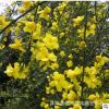 基地直銷迎春花 藤本植物攀援花卉小苗 園林景觀綠化工程迎春花苗