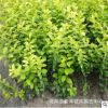 基地直銷灌木綠化金葉女貞 園林工程綠化金葉女貞小苗綠籬叢生