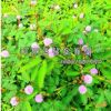 批發(fā)工程林木 花海含羞草種子 感應(yīng)草種子花草種子