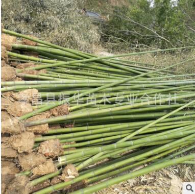 庭院園林綠化植物青竹 品種齊全剛竹 盆栽植物桂竹 竹子