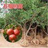 無籽石榴苗突尼斯軟籽石榴樹苗黒籽石榴樹果樹南北方種植當年結果