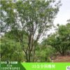 國(guó)槐樹35公分國(guó)槐樹 量大價(jià)優(yōu) 成活率高 國(guó)槐樹樹苗廠家定制批發(fā)