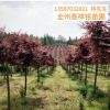 廣西紅楓樹10公分 紅楓樹苗 園林景觀樹木 紅楓樹樹苗廠家批發(fā)