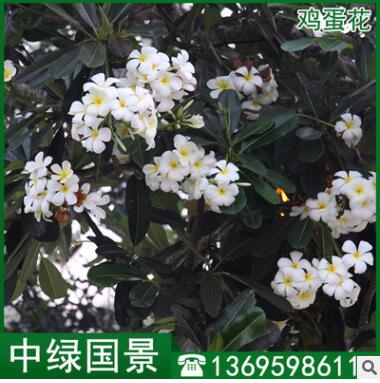 雞蛋花報價 風景樹 福建綠化苗木 移植苗地苗批發