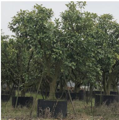 廠家直銷柚子樹香泡批發果樹量大從優水果一手貨源柚子樹