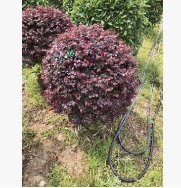 廠家直銷 紅花檵木球 工程綠化 紅花檵木