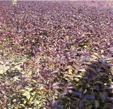 紫葉錦帶小苗 工程綠化苗木紅王子錦帶色塊綠籬叢生紫葉錦帶苗