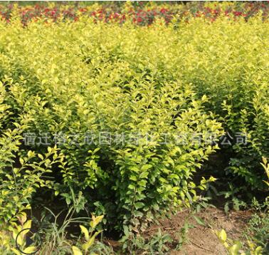金葉女貞球批發工程綠化苗木庭院圍墻色塊綠籬金葉女貞苗