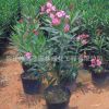 庭院觀賞花卉夾竹桃樹苗可盆栽夾竹桃花苗園林綠化苗木規格齊全