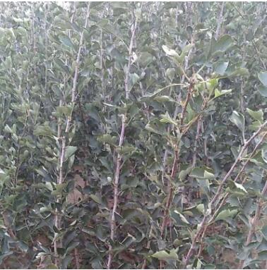 山楂樹苗基地現挖現賣抗旱抗寒成活率高專業批發